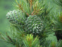 CEDARWOOD