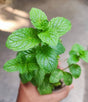 MINT