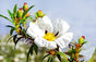 LABDANUM