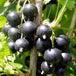 BLACK CURRANT