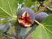 FIG