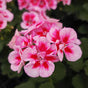 GERANIUM