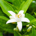 NEROLI
